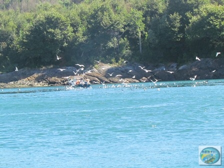 Fotos da pesca esportiva em Chaiten no Chile